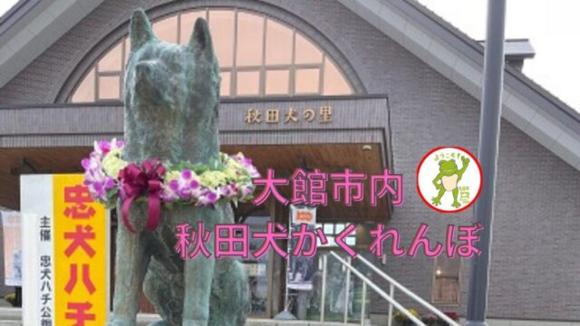 大館市内 秋田犬かくれんぼ🐸