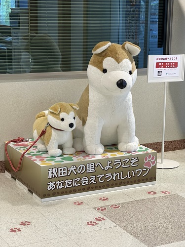 大館能代空港　秋田犬の里へようこそ　ぬいぐるみの写真。