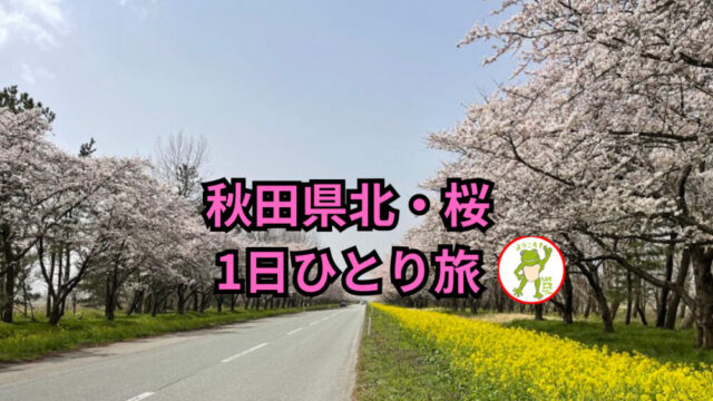 ブログアイキャッチ　秋田県北・桜🌸 1日ひとり旅🐸