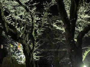 桂城公園　夜桜　写真その３