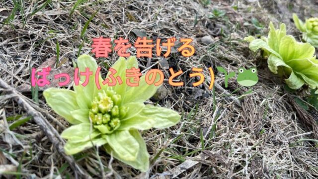 春を告げる、ばっけ(ふきのとう)🌱🐸