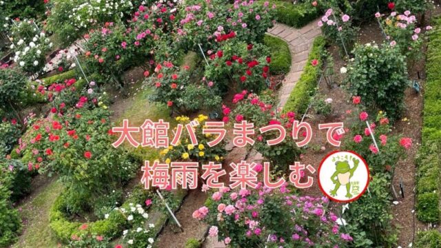 大館バラまつりで、梅雨を楽しむ🌹🐸
