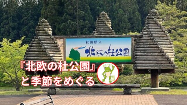 『北欧の杜公園』と季節をめぐる🐸
